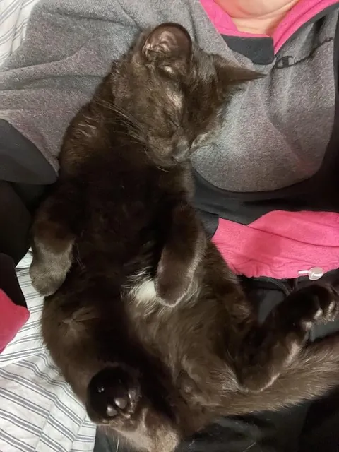 Toblerone was returned to the shelter for being “too needy”, but we love his neediness🖤