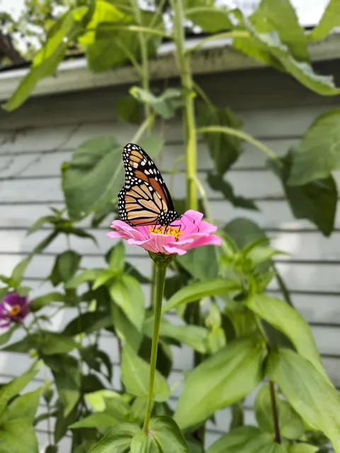 I finally got it! 🥰🦋