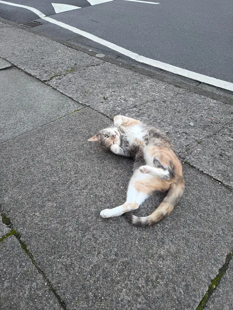 saw this beautiful lady on my way home from work 💖