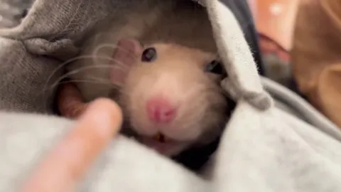 Is rat happy boggling or stressed