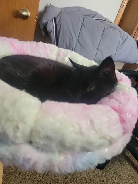 Recently purchased a desk bed for the queen of the house