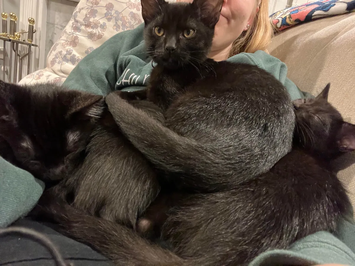 1 year ago I took in a mama and her voidlings to “foster”