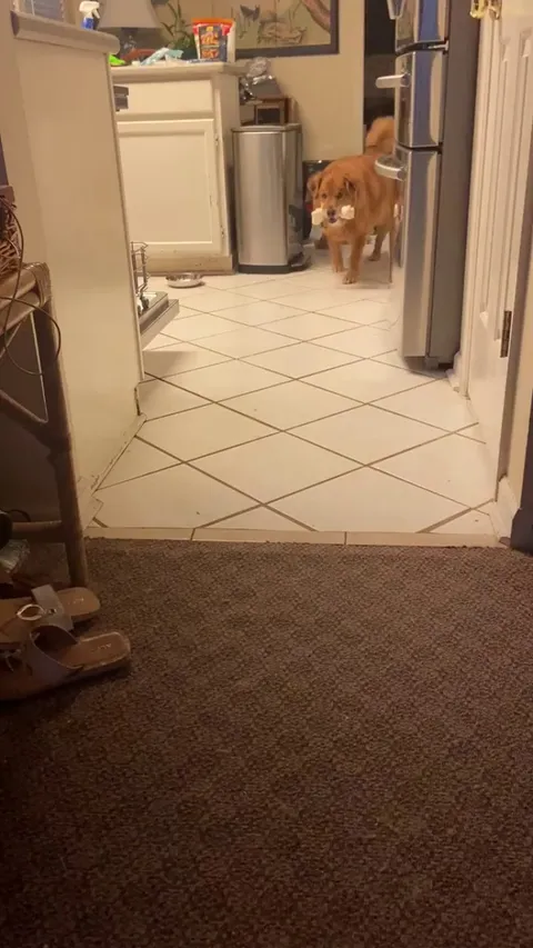 Mr. Gibbs, our elder pup just found a bone he hid a while ago. He is 12+ we think and he is the sweetest of pups.