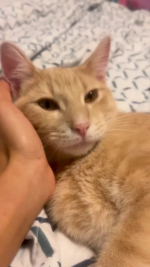 Today, I adopted my second cat. Everyone meet Luca!