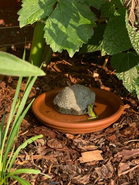 These silly guys have been a highlight of my summer 🐸