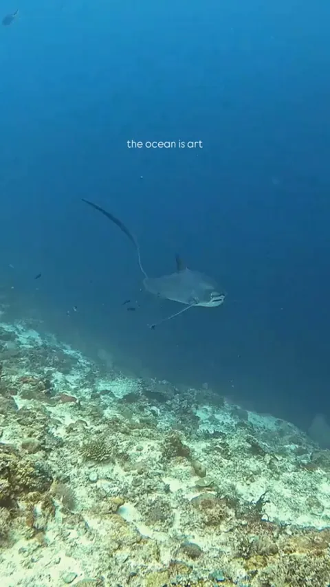 🔥 A thresher shark