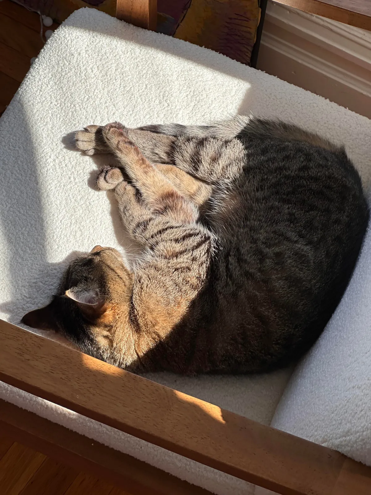 My friend gave me her 15-year-old cat to take care of for a week. She was super worried about how he was going to react. But he is perfectly fine ❤️