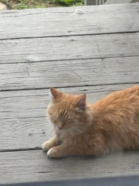 Took in a feral and now I'm caring for a litter of Kittens