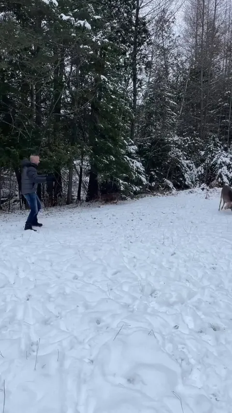 Ever played tag with Bambi in the winter?