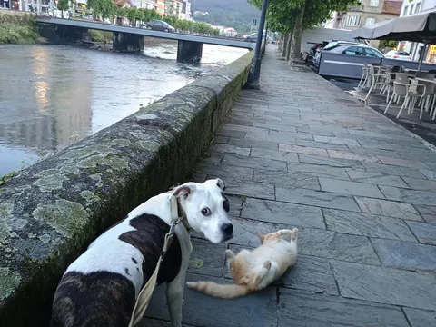 I adopted this stray kitten because he became friends with my dog.