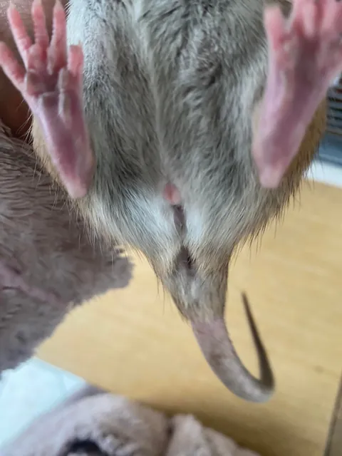 My rats have tiny balls?