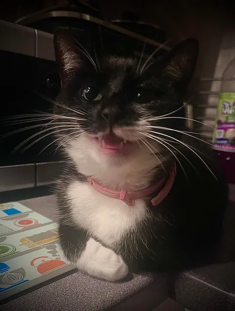 Pingu loves to be cute (and hate every other cat)