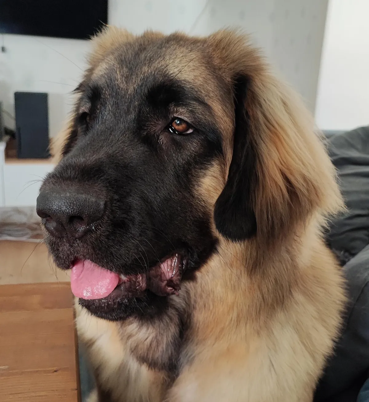 Pupper very tired after being good girl all day at dad's office