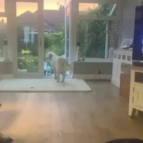 Dog's Reaction when he hears his Favourite Artist and Song.