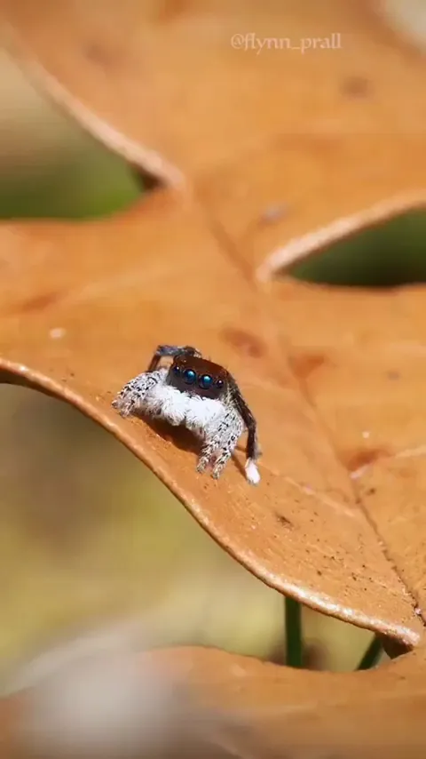 🔥 Jumping spider does a jig