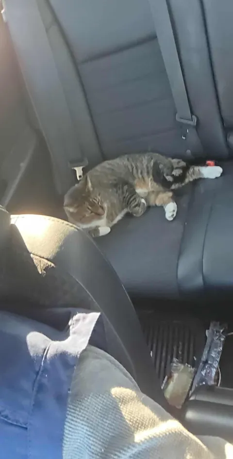 Childhood cat found after 2 years