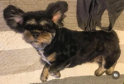 This is Frank. His mom is a miniature Poodle, and his dad a “terrier mix from down the road.” 