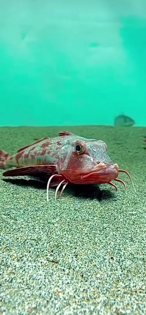 is this a real fish? if so which one?