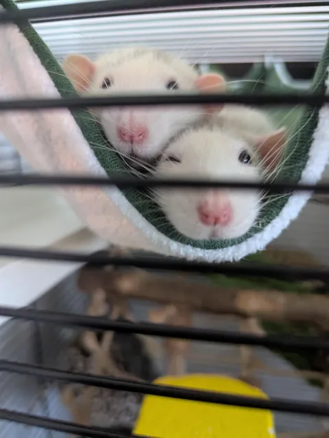 Can I see your cutest rat photos?