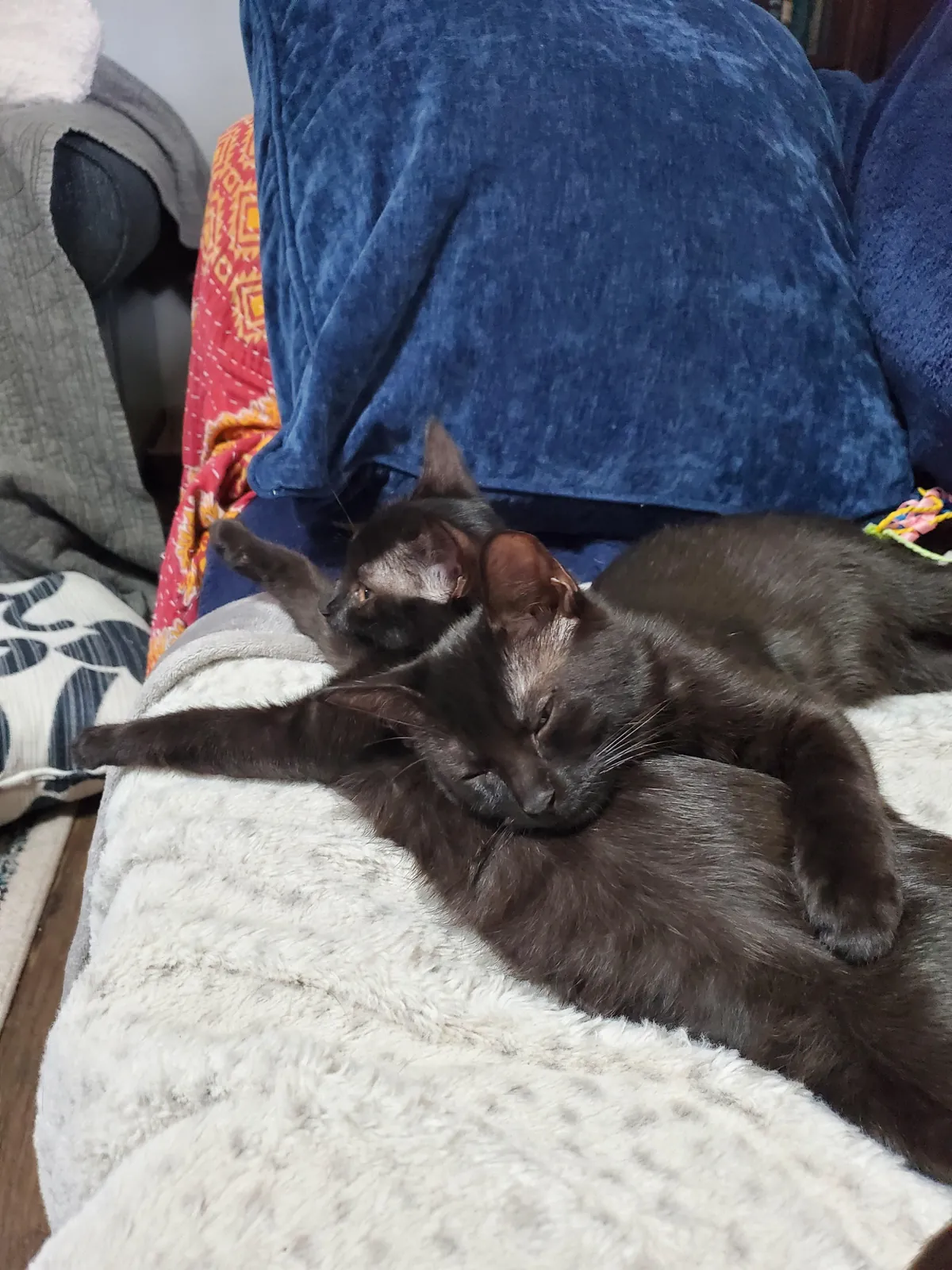 Every day is a lazy Sunday when you're a kitten