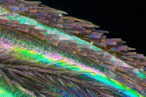 🔥 This is the wing of a mosquito that tried to bite me