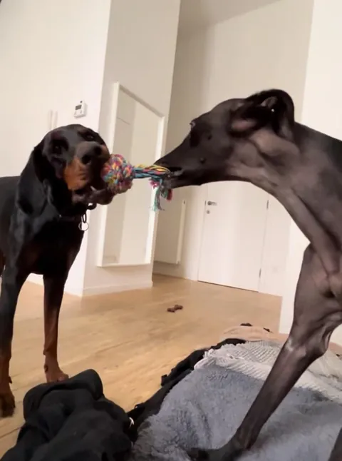 My fav funny pics of my two dogs Athena and Aurora