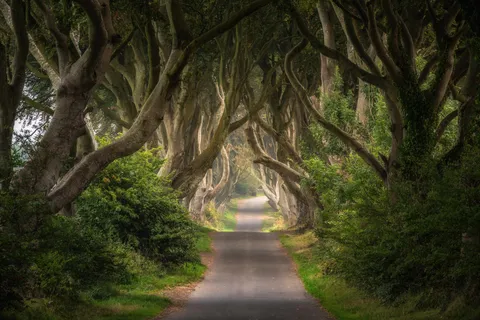 ITAP of the Dark Hedges in Northern Ireland.