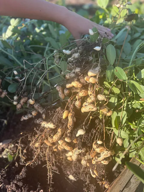 favorite harvest of the year