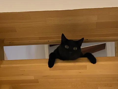 Black cats are the best cats