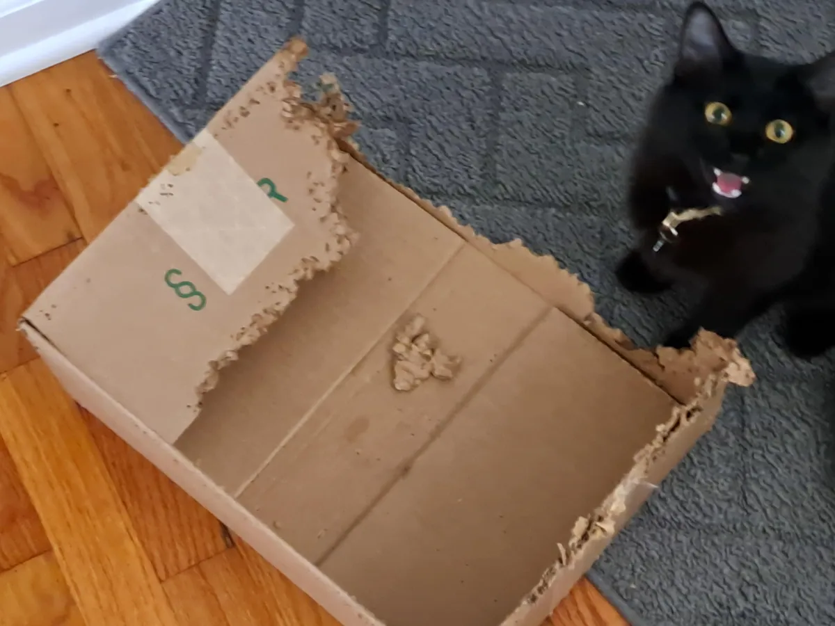 She won't stop tearing this box up and I don't know what to do. 