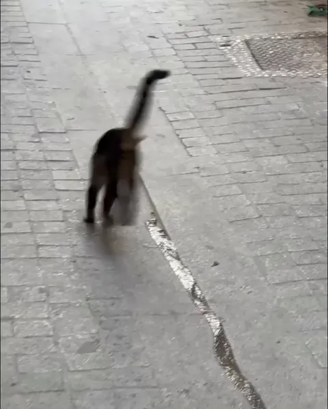 Urban irrigation expert