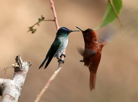 🔥The Juan Fernandez Firecrown Hummingbird, if Fire and Ice was a species