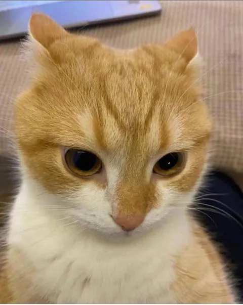 My aunt said she’s ugly is it true?