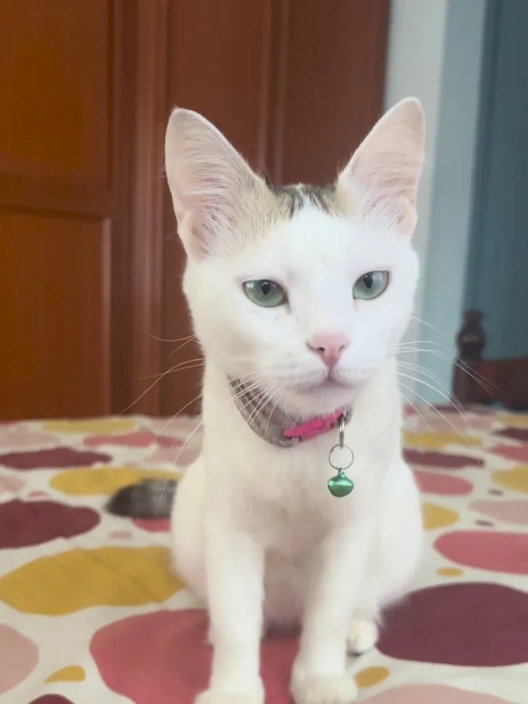 My cat has something very important to tell you all…