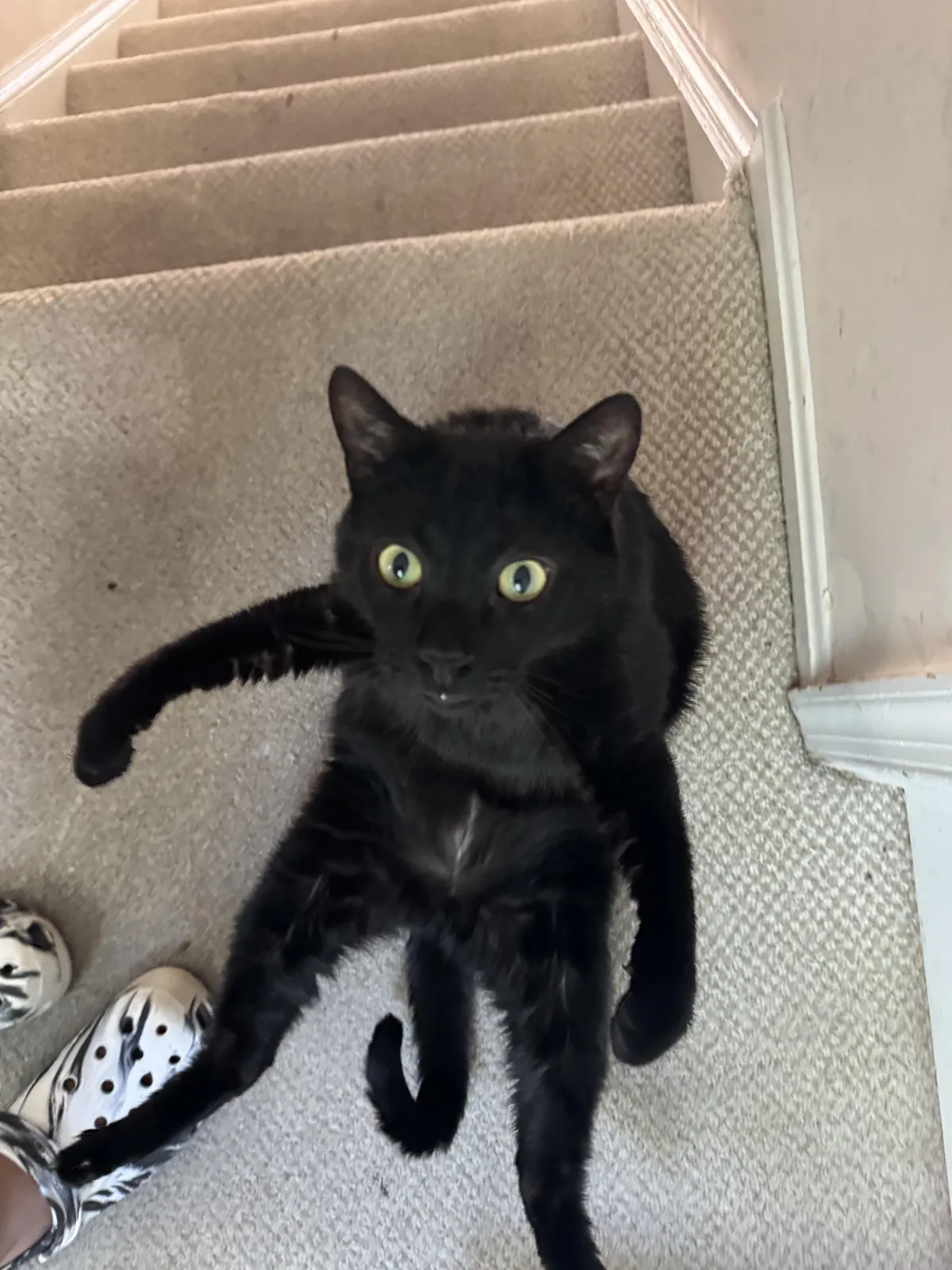 Loki decided to awkwardly get up mid pic 