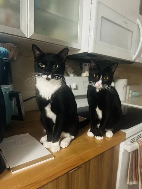 The Tuxedo Cats