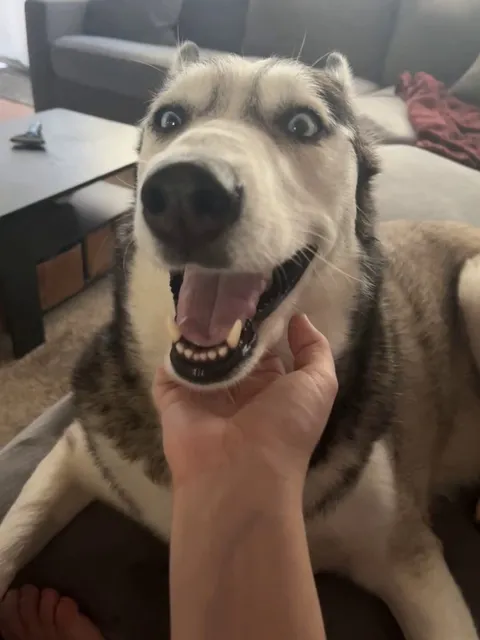 My husky had war flashbacks?