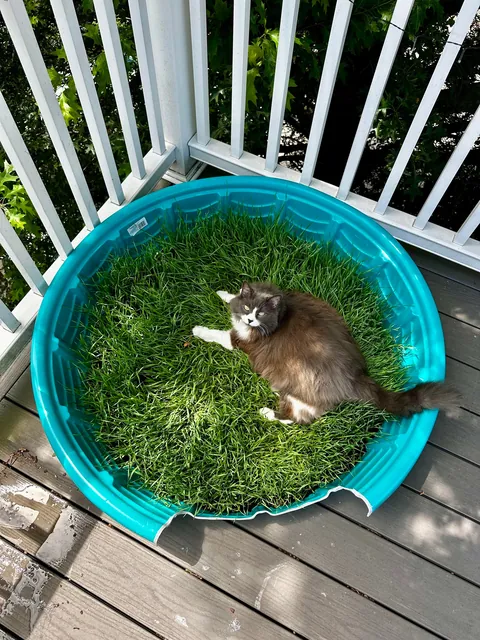 We built a grass patch on our patio for our girl.