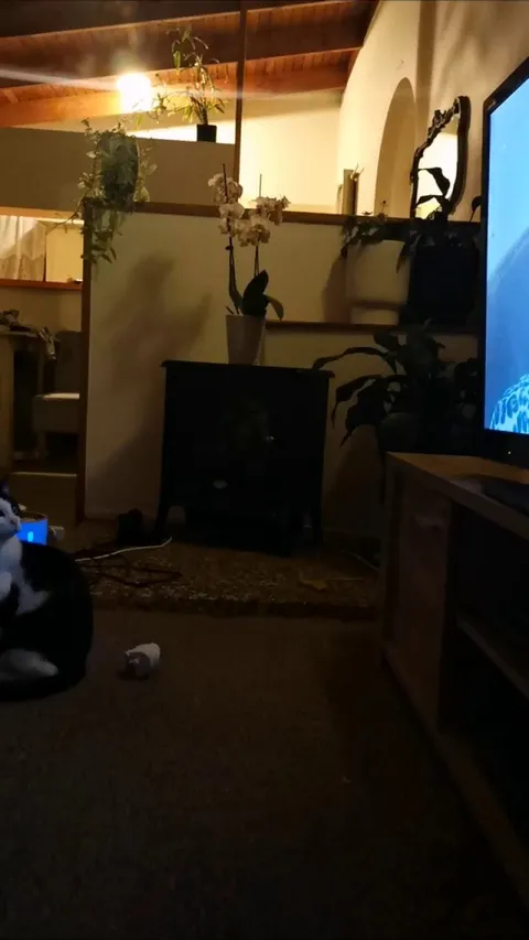 Just put on "cat TV" for the first time, I can't get over her little face 😂 is it time to get a friend?