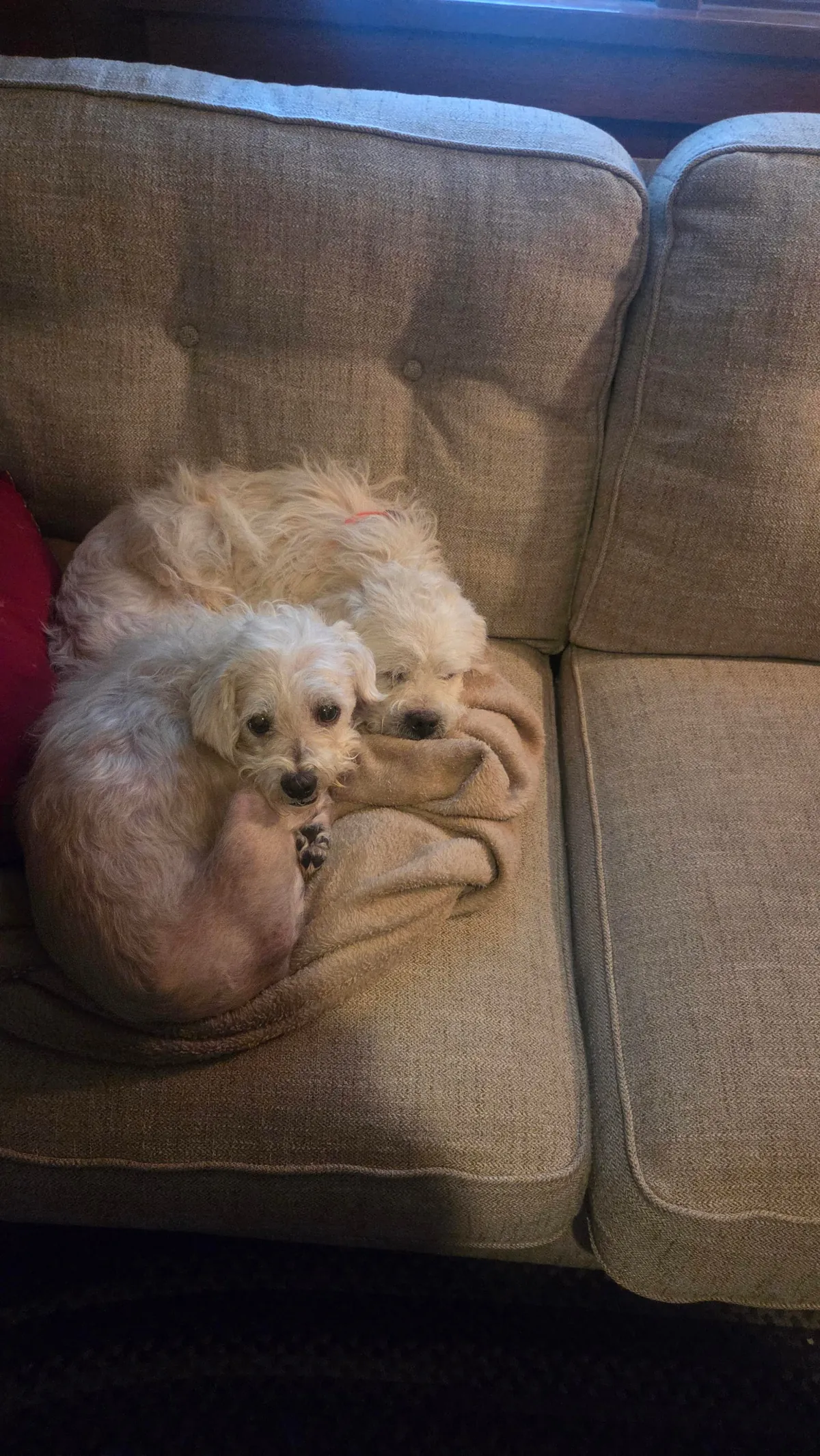 Linus and Lucy are feeling better about their new home.