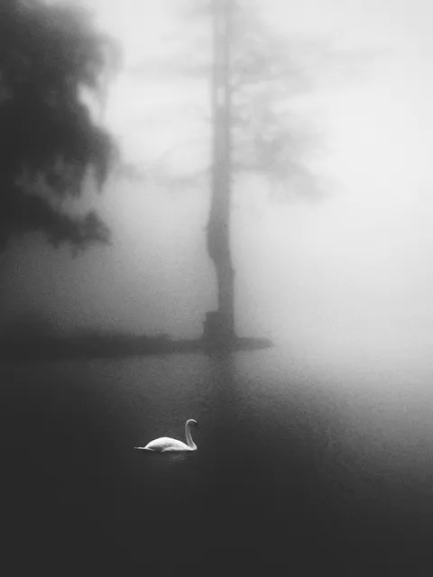 Lone swan