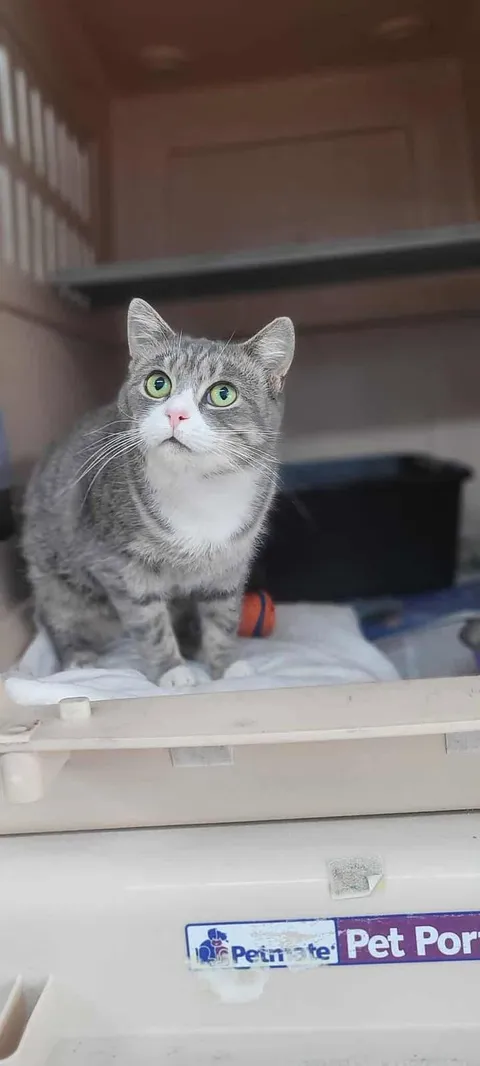 The cute little Sarah from our shelter.