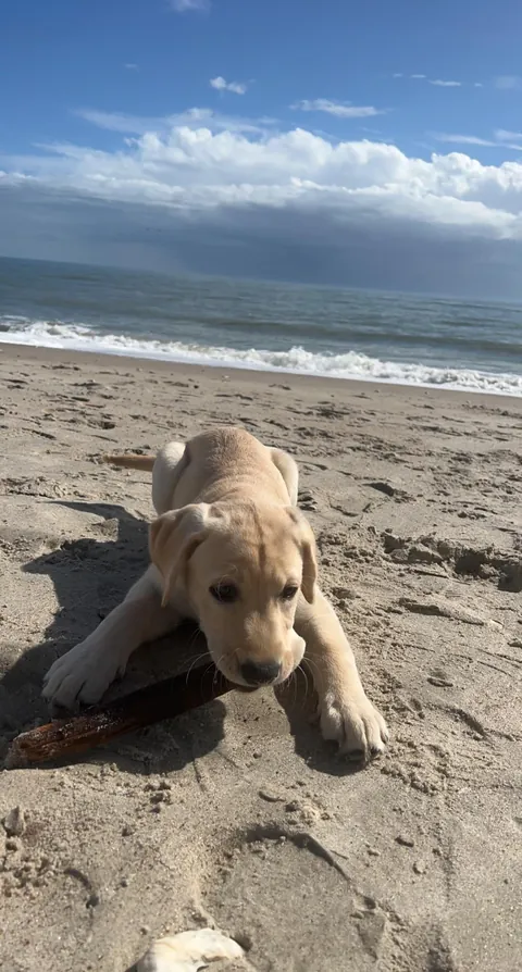 Some pics of my pup throughout her life so far