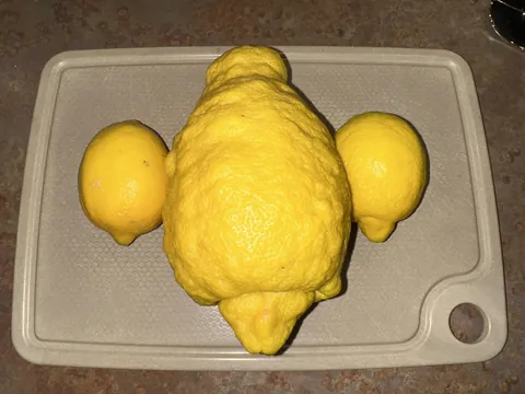 Gigantic Lemon, they are all growing like this in the same neighborhood.