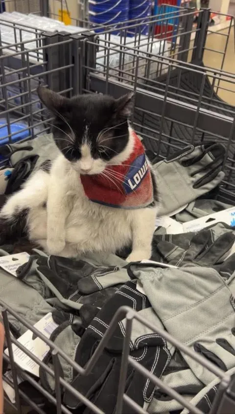 The cat that works security at the local home department store