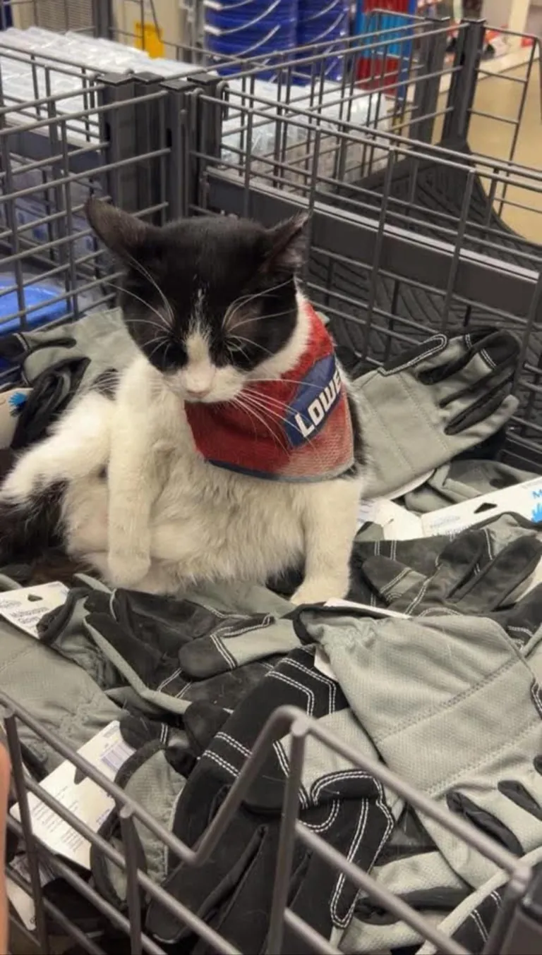The cat that works security at the local home department store
