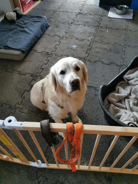 Our new rescue has the softest eyes I've ever seen!