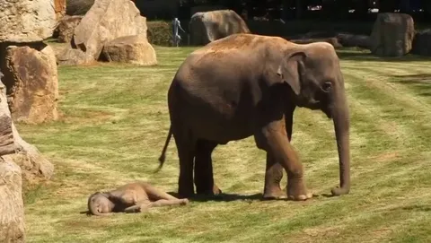 Baby elephant fell asleep, worried mother elephant went to get the keepers because she couldn't wake her baby up🐘