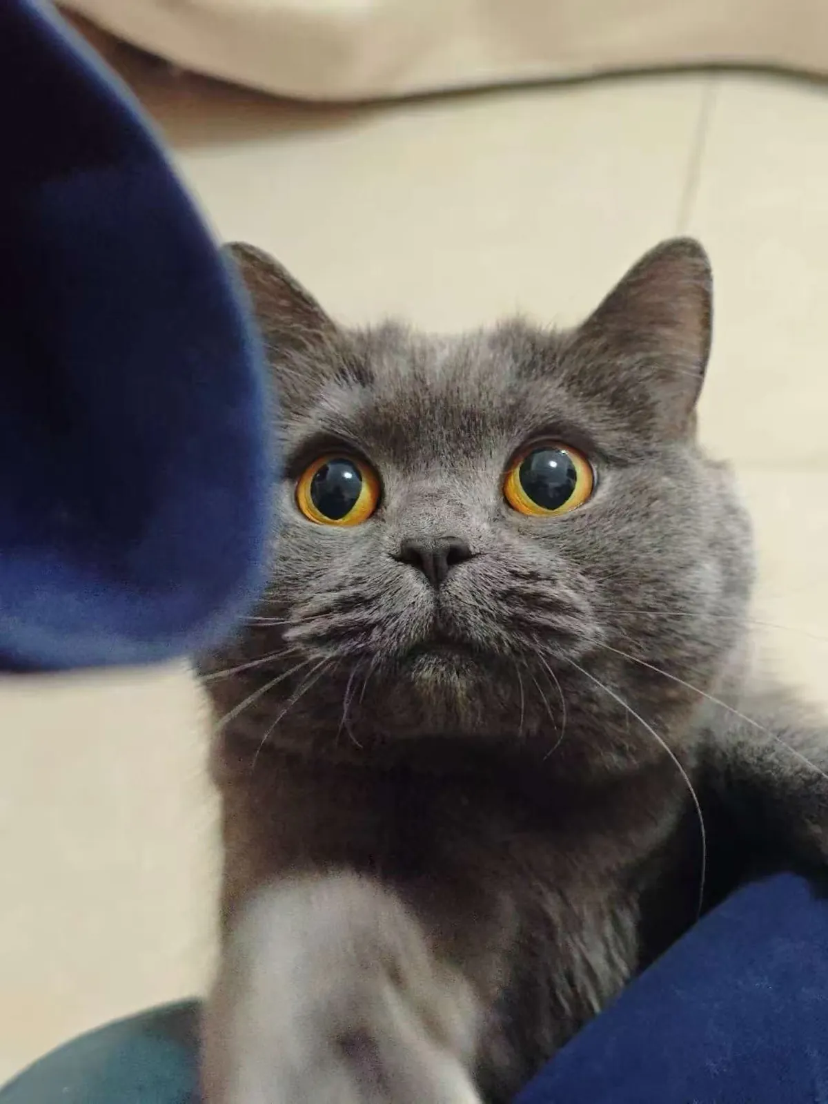 She always tries to get my attention🥺