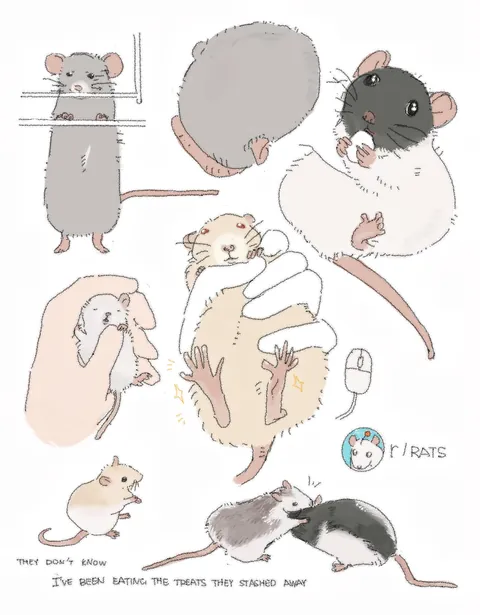 I drew some rats from this week's posts and wanted to share!🥺🤲🤲